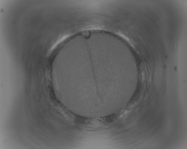 X0000074291255200609081843