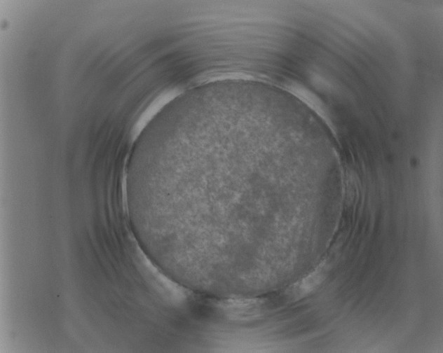 X0000074291290200609081842