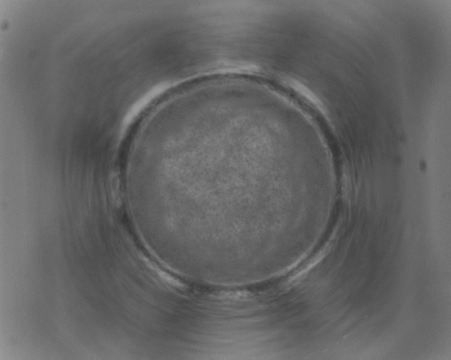 X0000074291310200609081842