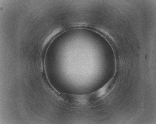 X0000074291317200609081842