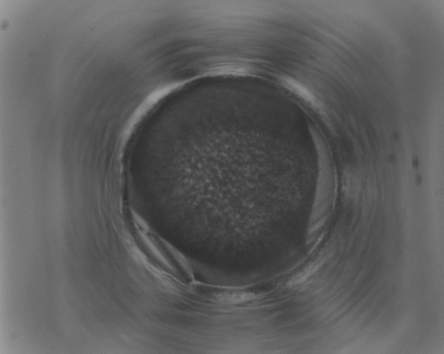 X0000074291323200609081842