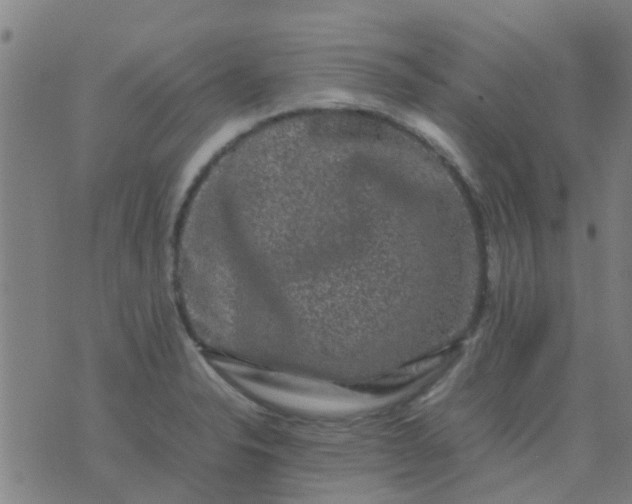 X0000074291326200609081842