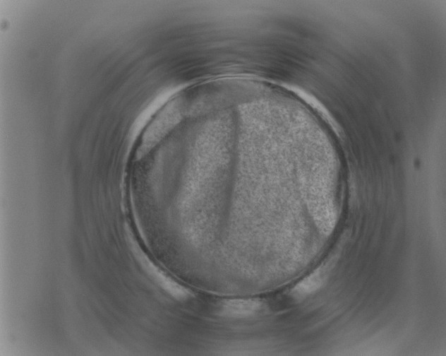 X0000074291333200609081842