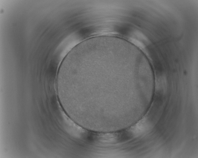 X0000074291338200609081842