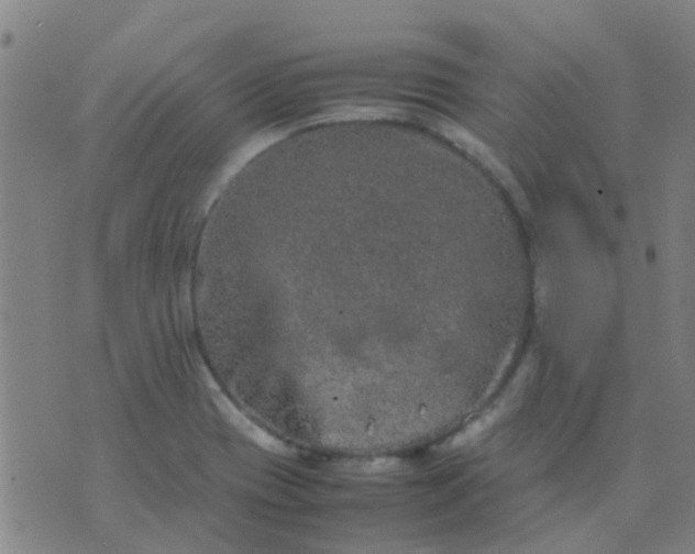 X0000074291417200609081840