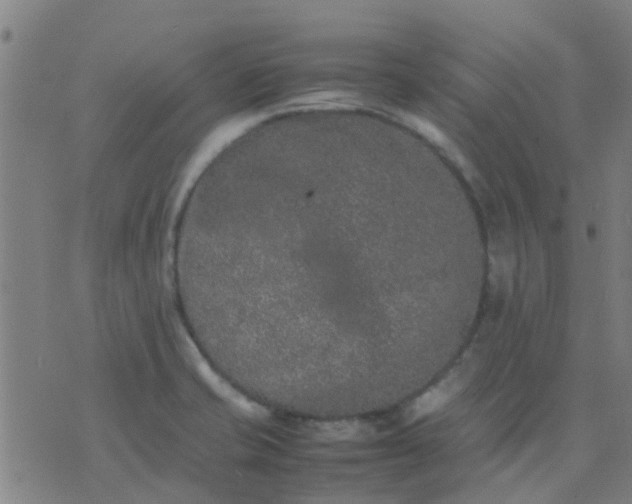 X0000074291421200609081841