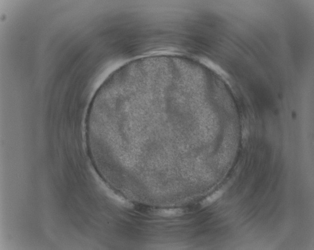 X0000074291423200609081841