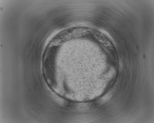 X0000074291424200609081841