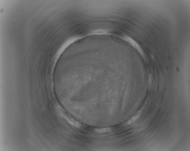 X0000074291435200609081841