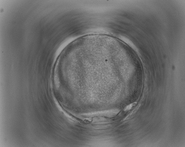 X0000074291440200609081841