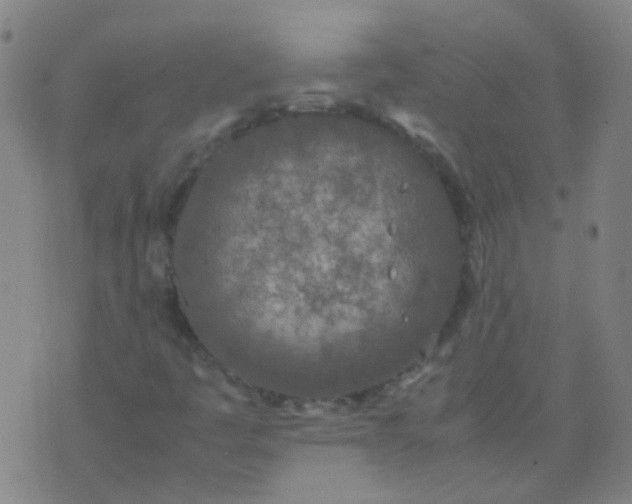 X0000074291445200609081840