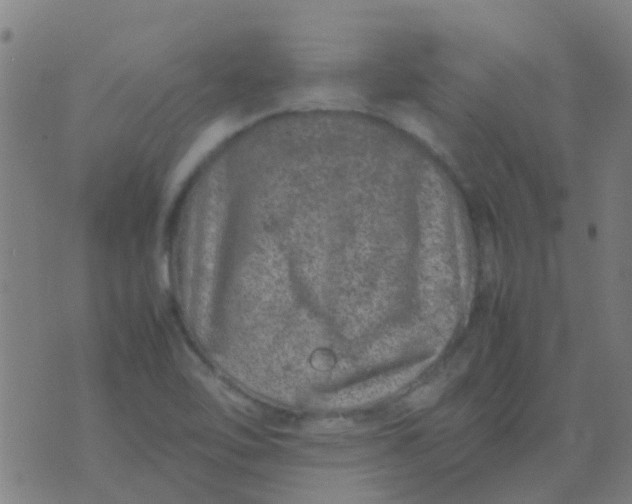 X0000074291462200609081840