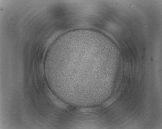 X0000074291466200609081840