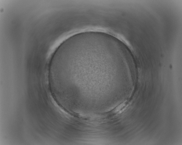 X0000074291504200609081839