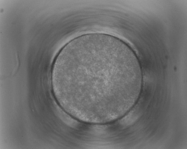 X0000074291514200609081839