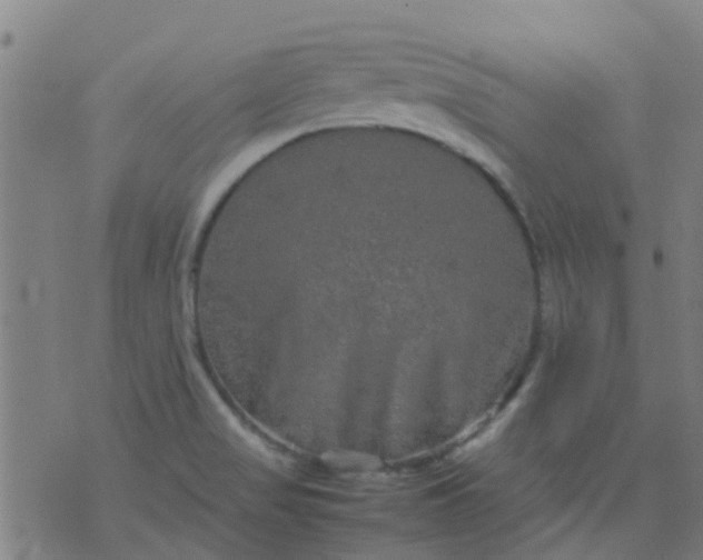 X0000074291517200609081839