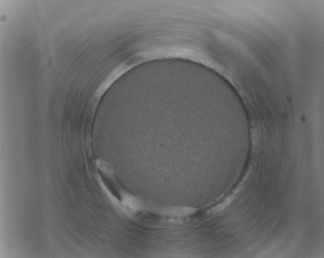 X0000074291521200609081839