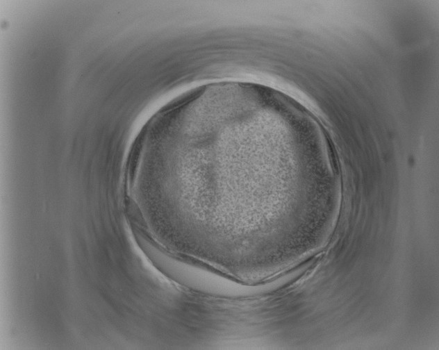 X0000074291536200609081839