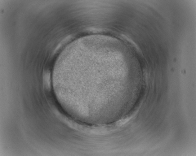 X0000074290024200609151928