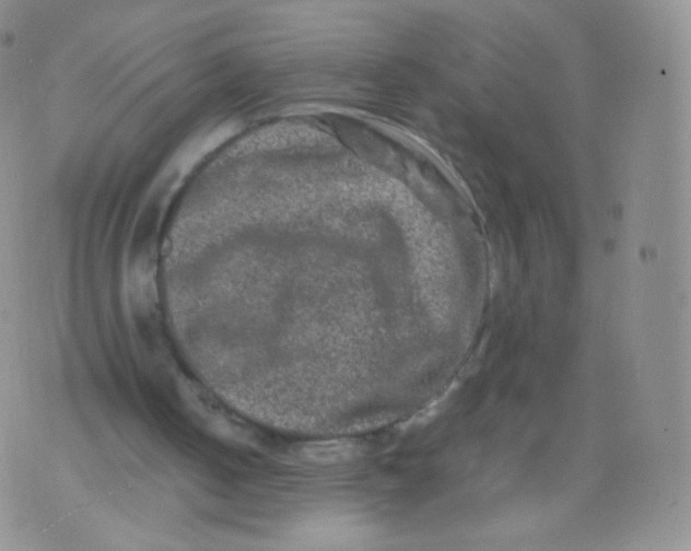 X0000074290050200609151927