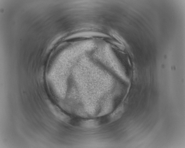 X0000074290058200609151927