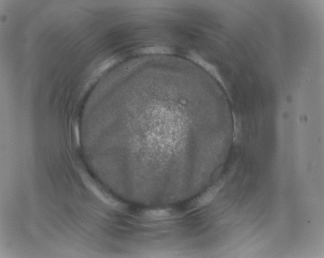 X0000074290061200609151927