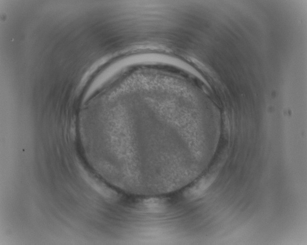 X0000074290064200609151927