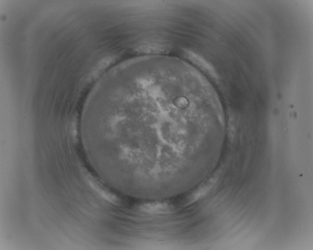 X0000074290065200609151927