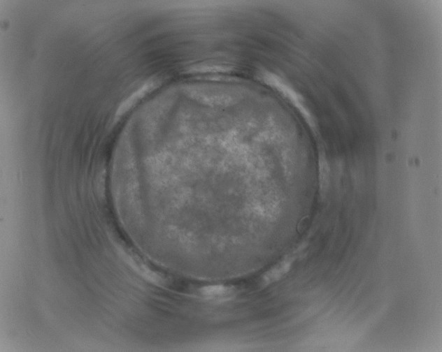 X0000074290153200609151925