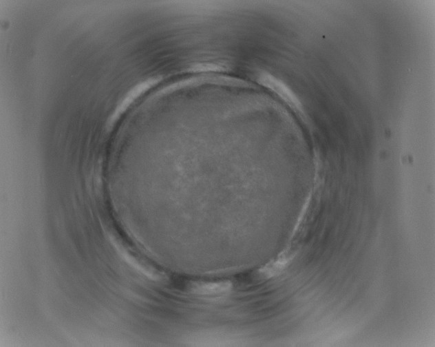 X0000074290155200609151925