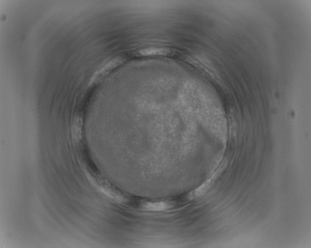 X0000074290171200609151926