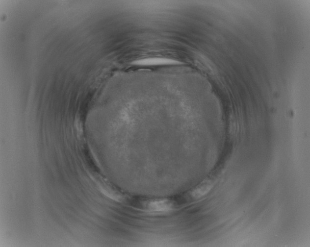 X0000074290173200609151926