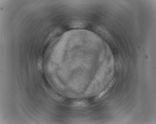 X0000074290175200609151926