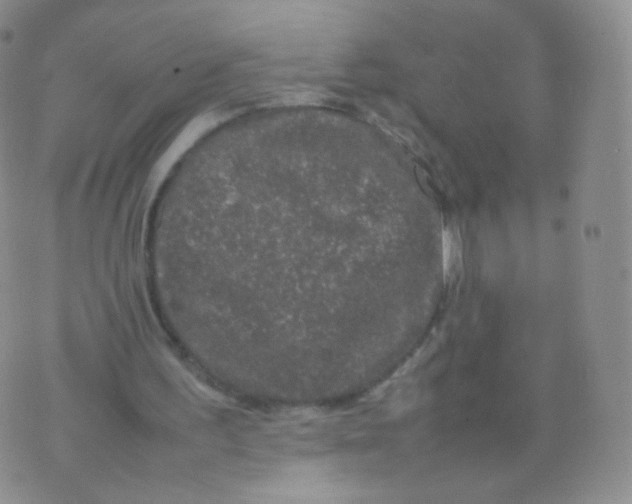 X0000074290195200609151925