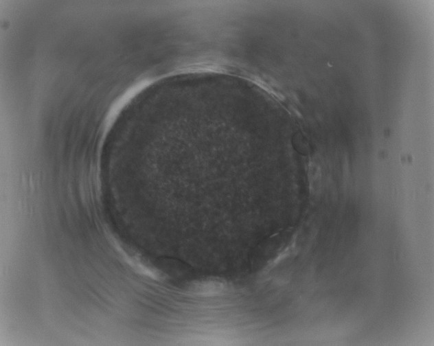 X0000074290200200609151925