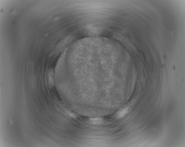 X0000074290240200609151925