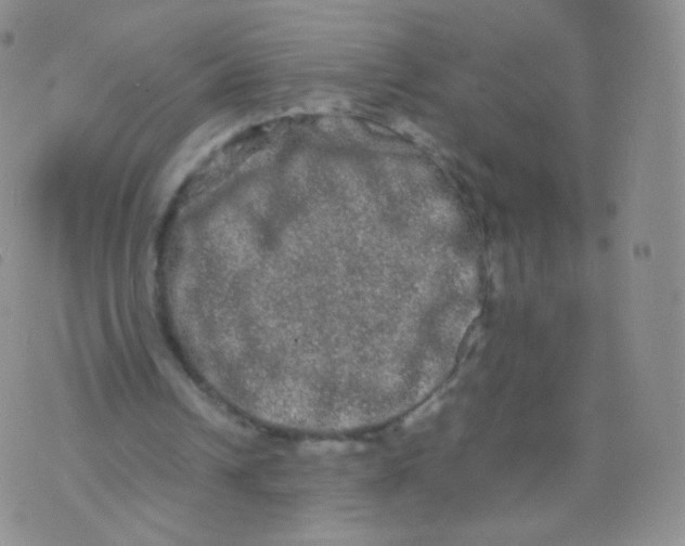 X0000074290242200609151924