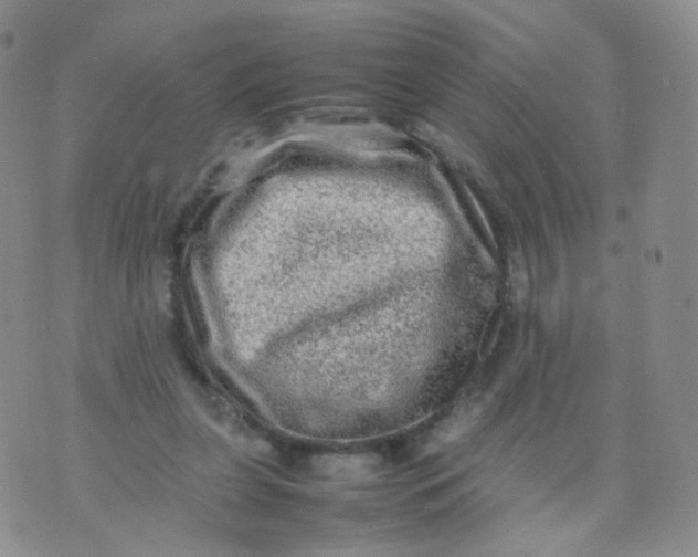 X0000074290255200609151924