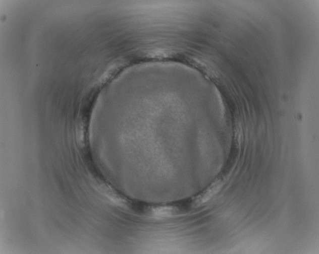 X0000074290268200609151924