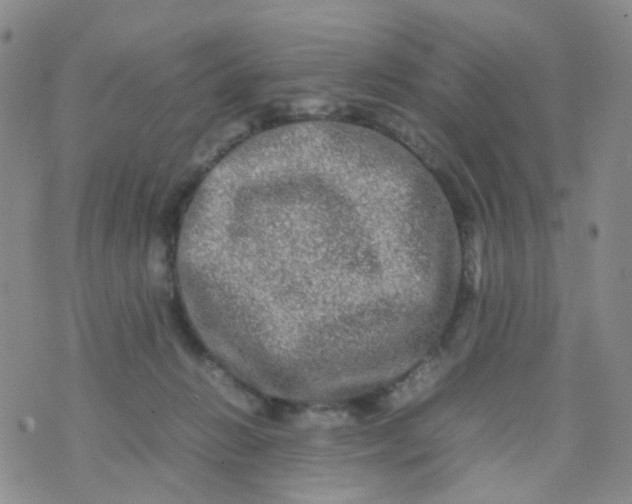 X0000074290270200609151924