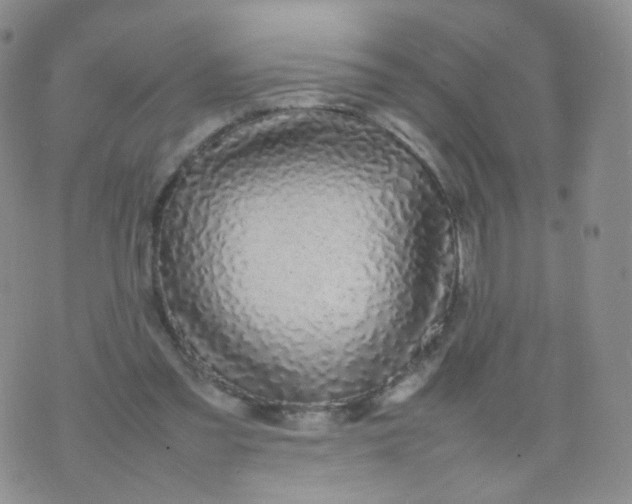 X0000074290301200609151924