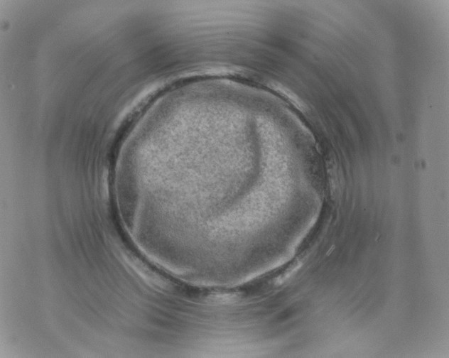 X0000074290350200609151922