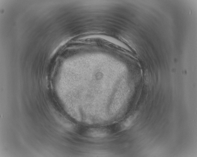 X0000074290351200609151922