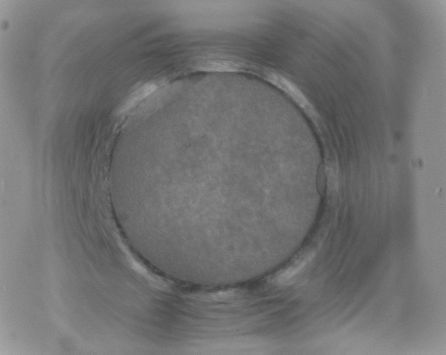 X0000074290433200609151921