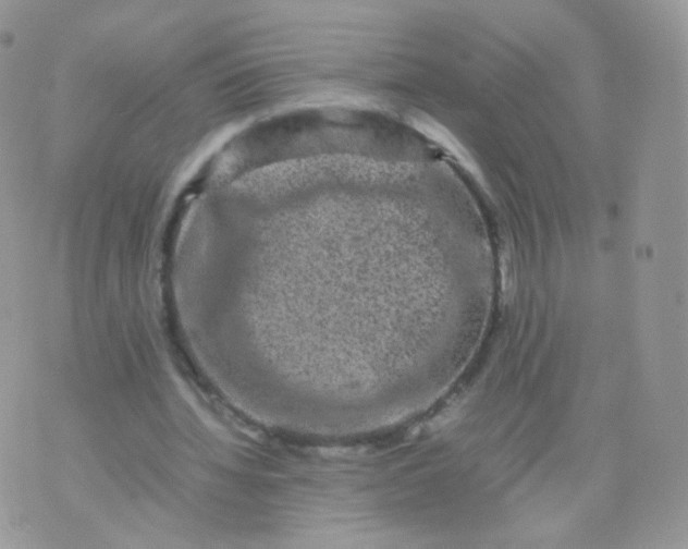 X0000074290436200609151921