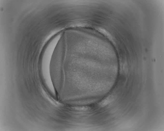 X0000074290439200609151921