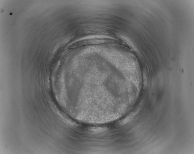 X0000074290453200609151921