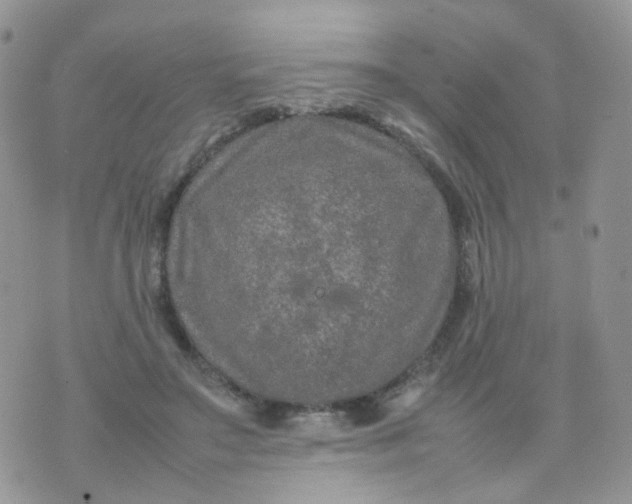 X0000074290499200609151920