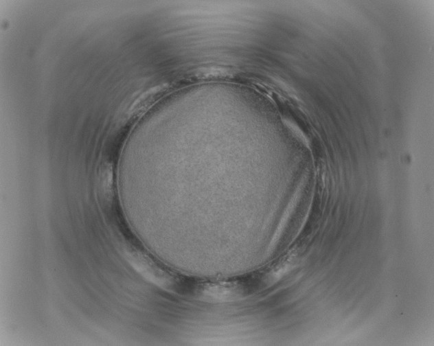 X0000074290550200609151919