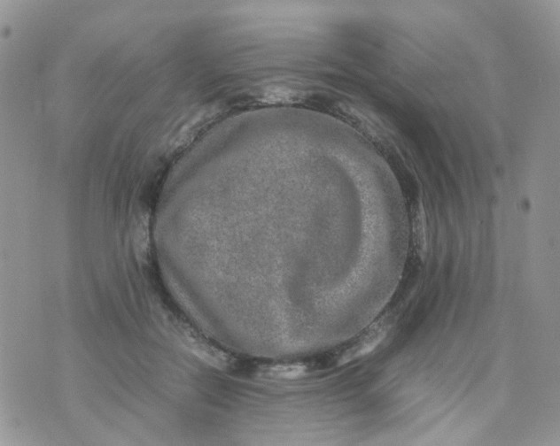 X0000074290554200609151919